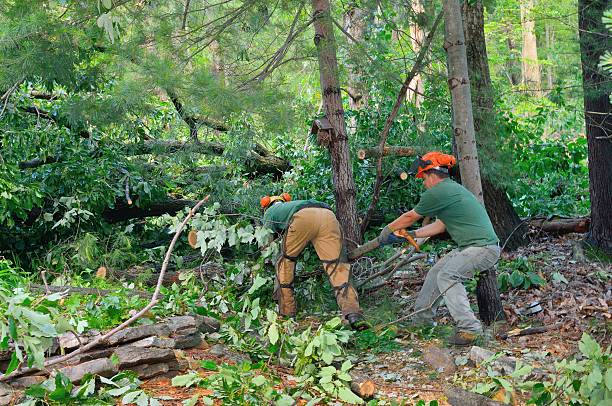 Best Tree Branch Trimming  in Roebuck, SC